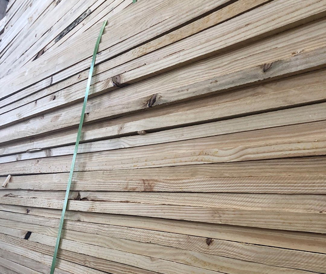 峨边巴西松